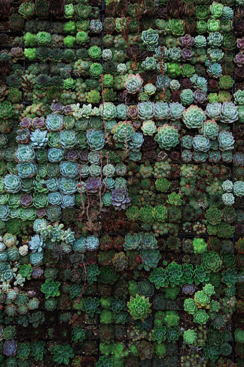 Succulents laid out in a grid pattern, organized by hue, looking like a gradient of succulents from teal to deep green