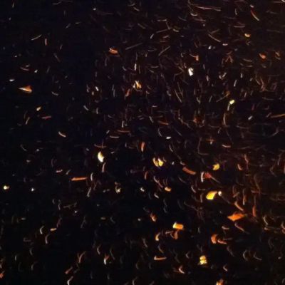 Flutter Global Summit 2022