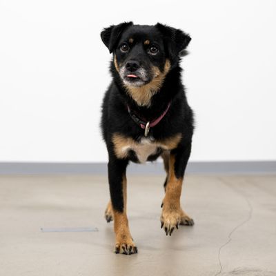 Schwarz-brauner Hund mit weißem Brustfleck, der auf einem Betonboden steht und nach vorne schaut.