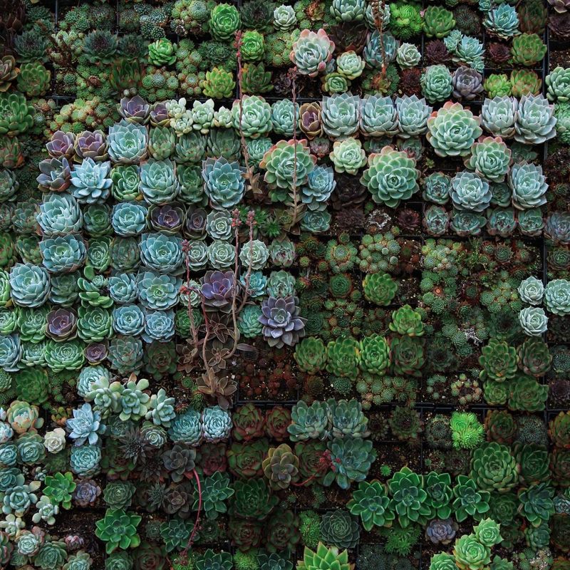 Verschiedene Arten von Sukkulenten in symmetrischen Mustern in einer vertikalen Wandinstallation.