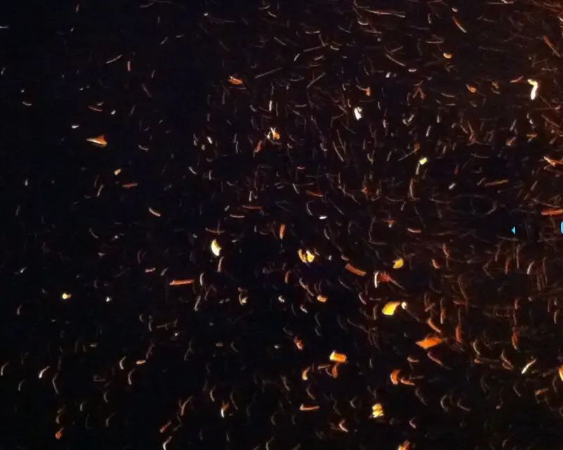 Flutter Global Summit 2022